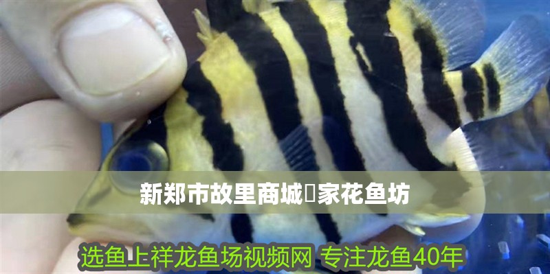 新鄭市故里商城億家花魚坊 新鄭市故里商城億家花魚坊 全國水族館企業名錄