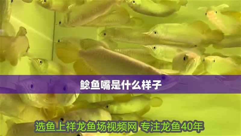 鯰魚嘴是什么樣子