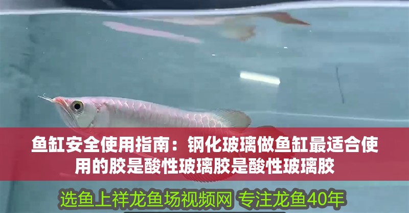 魚缸安全使用指南：鋼化玻璃做魚缸最適合使用的膠是酸性玻璃膠是酸性玻璃膠 魚缸安全使用指南：鋼化玻璃做魚缸最適合使用的膠是酸性玻璃膠是酸性玻璃膠 魚缸百科