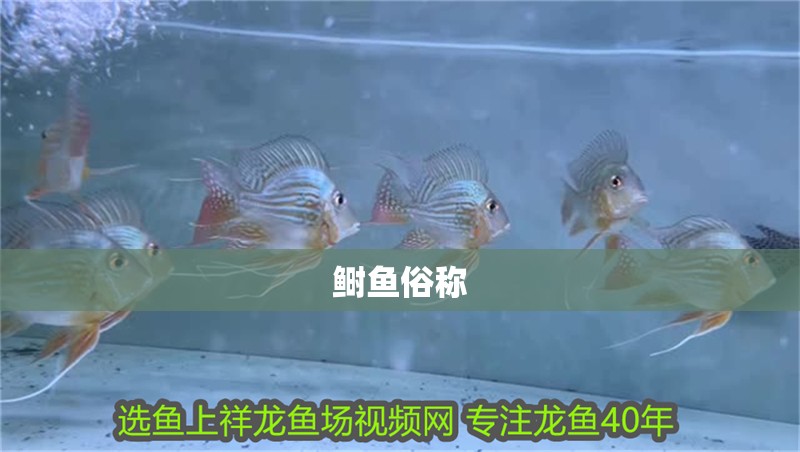 鰣魚(yú)俗稱(chēng)