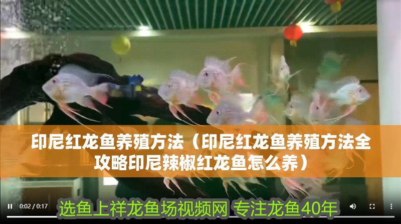 印尼紅龍魚養殖方法（印尼紅龍魚養殖方法全攻略印尼辣椒紅龍魚怎么養）