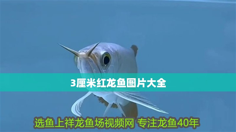 3厘米紅龍魚圖片大全