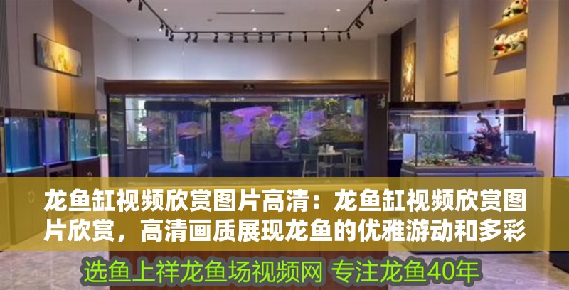 龍魚缸視頻欣賞圖片高清：龍魚缸視頻欣賞圖片欣賞，高清畫質展現龍魚的優雅游動和多彩生活