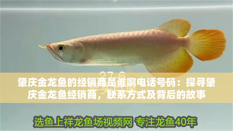肇慶金龍魚的經(jīng)銷商是誰啊電話號(hào)碼：探尋肇慶金龍魚經(jīng)銷商，聯(lián)系方式及背后的故事
