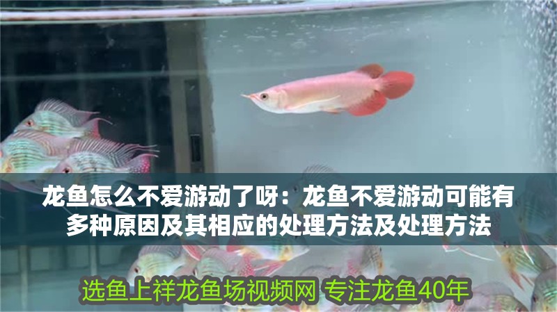 龍魚怎么不愛游動了呀：龍魚不愛游動可能有多種原因及其相應(yīng)的處理方法及處理方法 龍魚怎么不愛游動了呀：龍魚不愛游動可能有多種原因及其相應(yīng)的處理方法及處理方法 龍魚百科