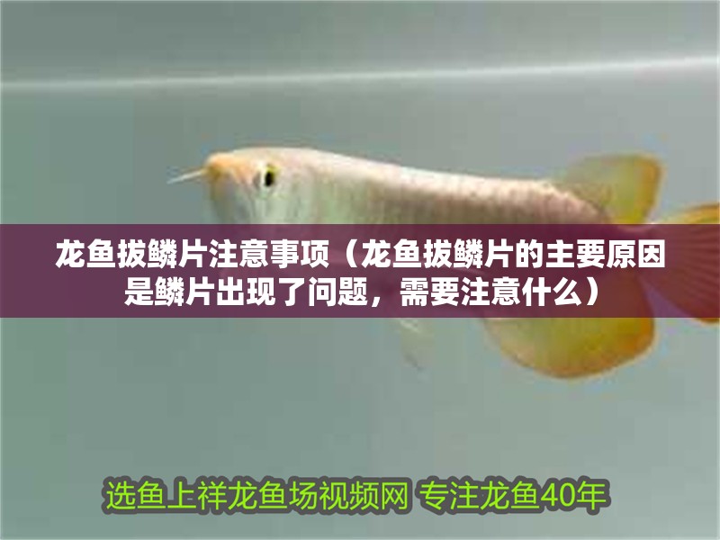 龍魚拔鱗片注意事項（龍魚拔鱗片的主要原因是鱗片出現了問題，需要注意什么）