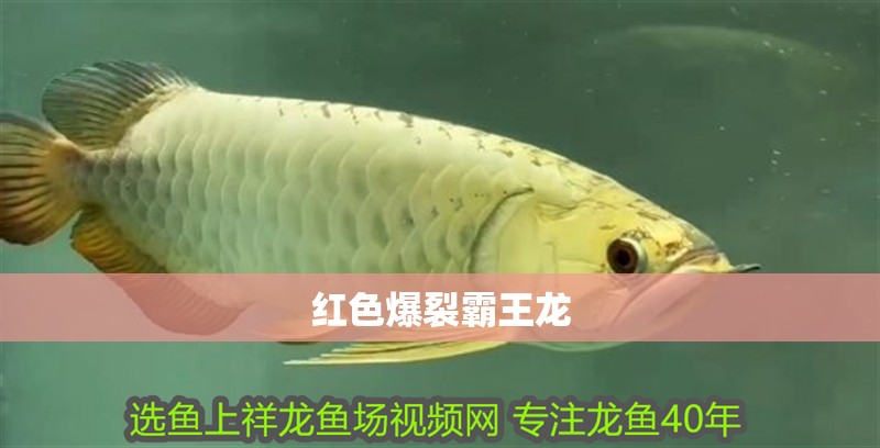 魚缸過濾器選購指南:自制魚缸過濾器魚缸上置過濾器對于養魚愛好者的必備知識 紅色爆裂霸王龍 龍魚論壇 紅色爆裂霸王龍 紅色爆裂霸王龍 龍魚論壇