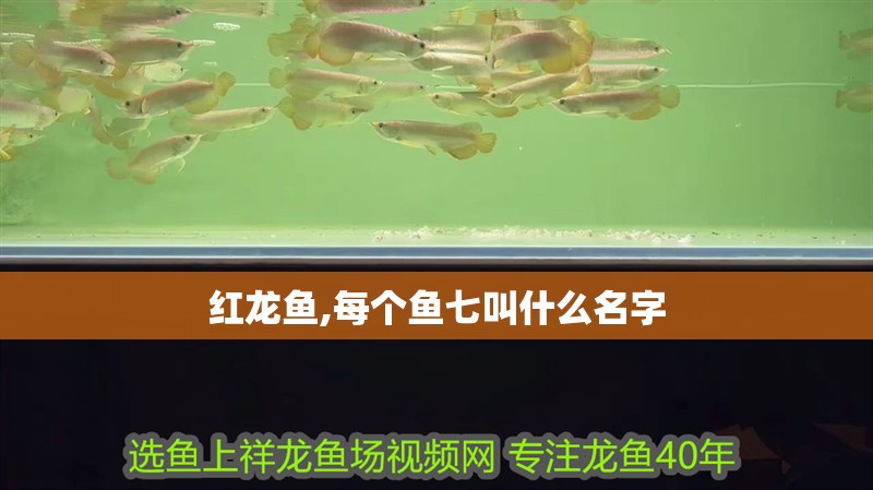 紅龍魚,每個魚七叫什么名字