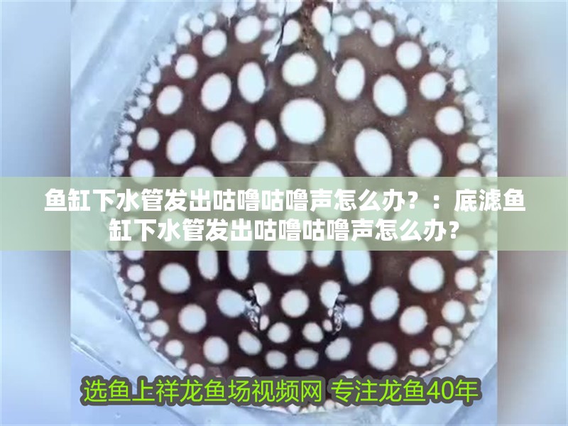 魚(yú)缸下水管發(fā)出咕嚕咕嚕聲怎么辦？：底濾魚(yú)缸下水管發(fā)出咕嚕咕嚕聲怎么辦？
