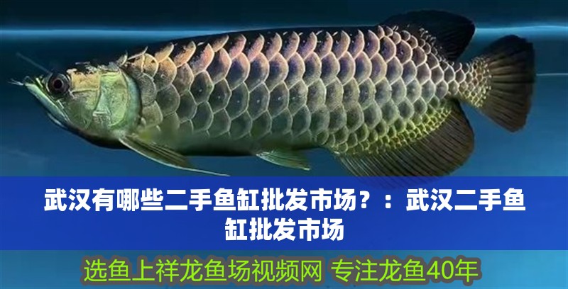 武漢有哪些二手魚缸批發市場？：武漢二手魚缸批發市場
