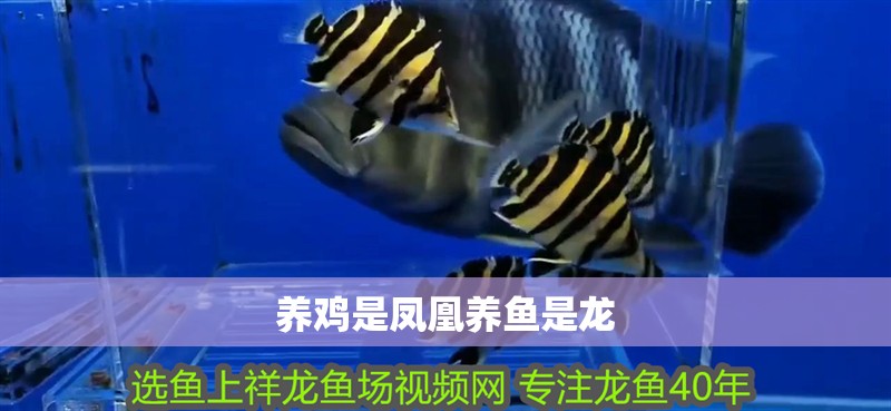 養(yǎng)雞是鳳凰養(yǎng)魚是龍
