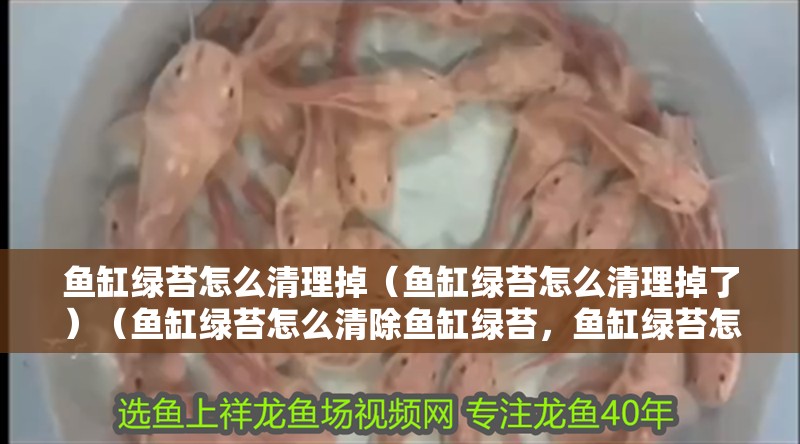 魚缸綠苔怎么清理掉（魚缸綠苔怎么清理掉了）（魚缸綠苔怎么清除魚缸綠苔，魚缸綠苔怎么清除，）