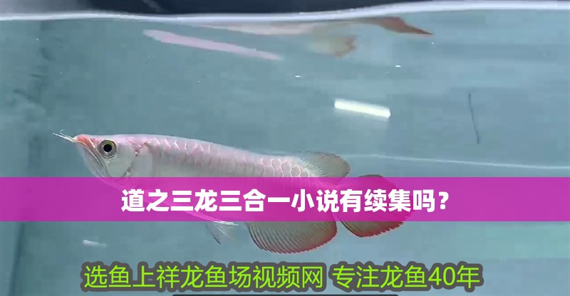道之三龍三合一小說有續集嗎？