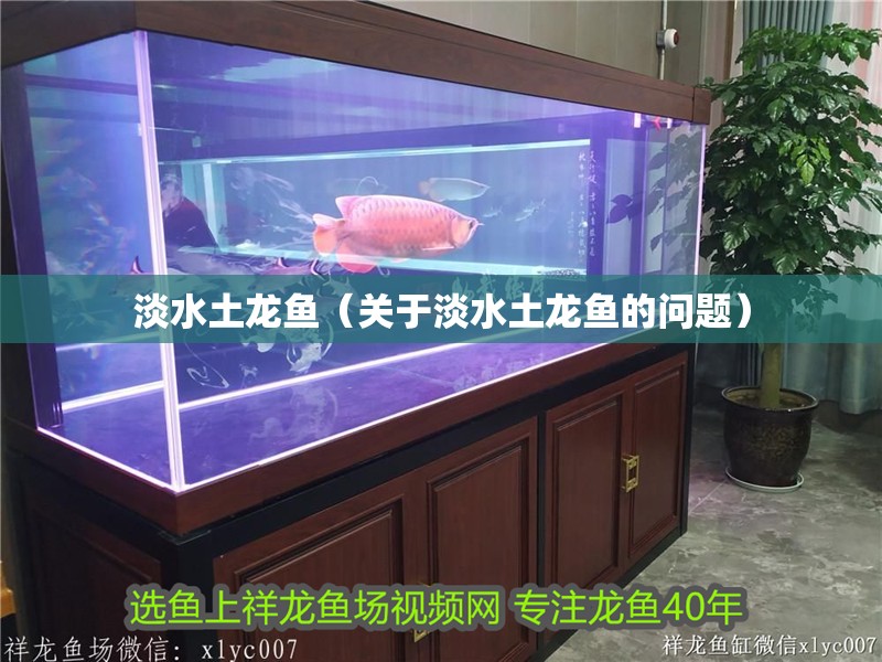 淡水土龍魚（關于淡水土龍魚的問題）