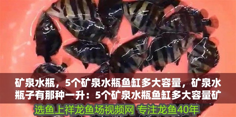 礦泉水瓶，5個礦泉水瓶魚缸多大容量，礦泉水瓶子有那種一升：5個礦泉水瓶魚缸多大容量礦泉水瓶魚缸多大容量 礦泉水瓶，5個礦泉水瓶魚缸多大容量，礦泉水瓶子有那種一升：5個礦泉水瓶魚缸多大容量礦泉水瓶魚缸多大容量 魚缸百科