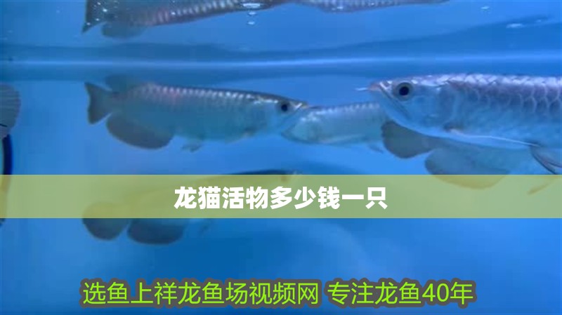 龍貓活物多少錢一只