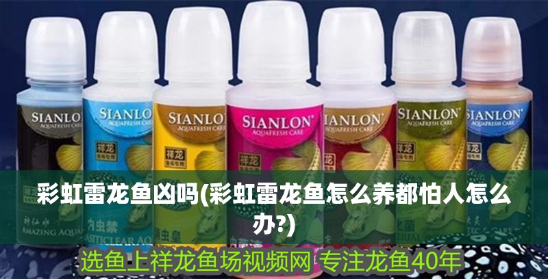 彩虹雷龍魚(yú)兇嗎(彩虹雷龍魚(yú)怎么養(yǎng)都怕人怎么辦?)