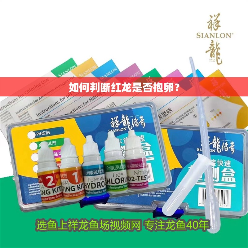 如何判斷紅龍是否抱卵？