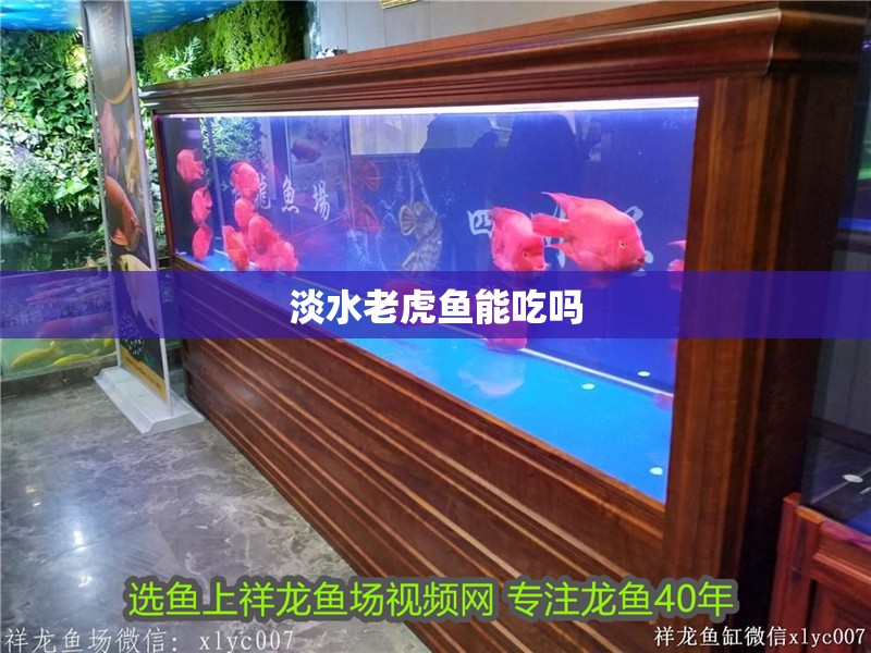 淡水老虎魚能吃嗎