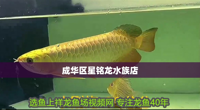 成華區(qū)星銘龍水族店