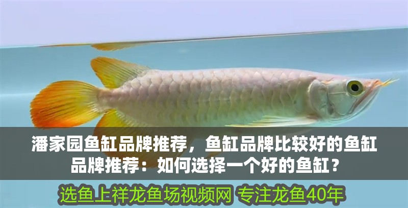 潘家園魚缸品牌推薦，魚缸品牌比較好的魚缸品牌推薦：如何選擇一個好的魚缸？