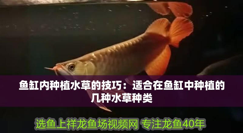 魚缸內(nèi)種植水草的技巧：適合在魚缸中種植的幾種水草種類