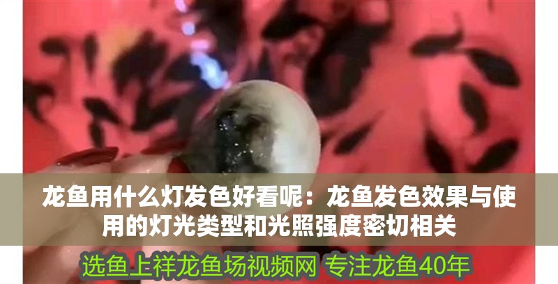 龍魚用什么燈發色好看呢：龍魚發色效果與使用的燈光類型和光照強度密切相關