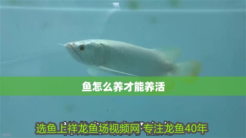 魚怎么養才能養活