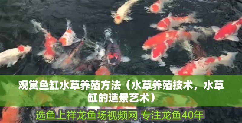 印尼虎魚多少溫度飼養(yǎng)最好:印尼虎魚多少溫度飼養(yǎng)最好印尼虎魚多少溫度飼養(yǎng)最好 觀賞魚缸水草養(yǎng)殖方法(水草養(yǎng)殖技術(shù),水草缸的造景藝術(shù)) 魚缸百科 觀賞魚缸水草養(yǎng)殖方法(水草養(yǎng)殖技術(shù),水草缸的造景藝術(shù)) 觀賞魚缸水草養(yǎng)殖方法(水草養(yǎng)殖技術(shù),水草缸的造景藝術(shù)) 魚缸百科