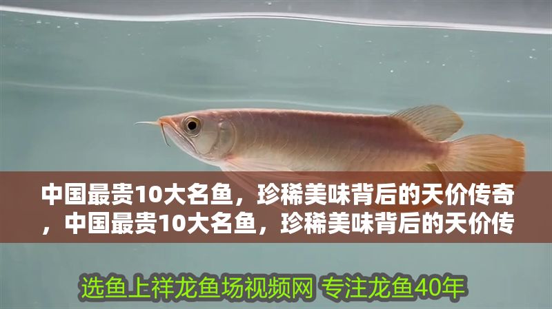 中國最貴10大名魚，珍稀美味背后的天價傳奇，中國最貴10大名魚，珍稀美味背后的天價傳奇