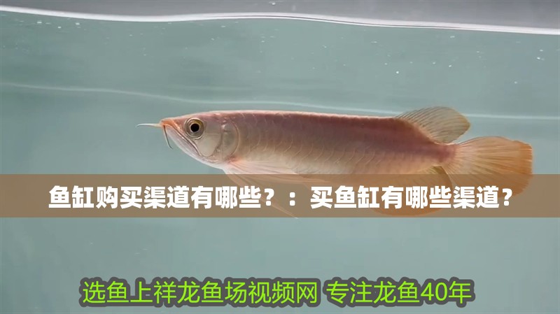 魚缸購買渠道有哪些？：買魚缸有哪些渠道？