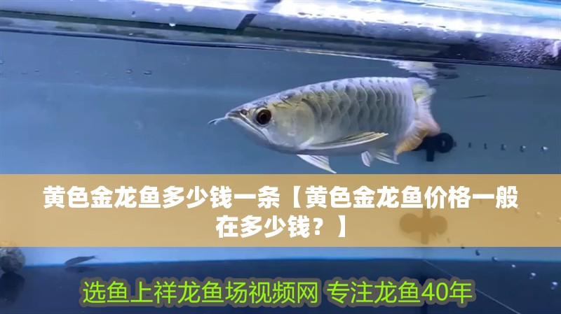 黃色金龍魚多少錢一條【黃色金龍魚價格一般在多少錢？】