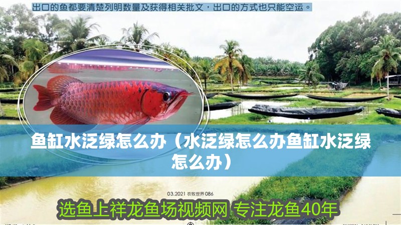 魚缸水泛綠怎么辦（水泛綠怎么辦魚缸水泛綠怎么辦）