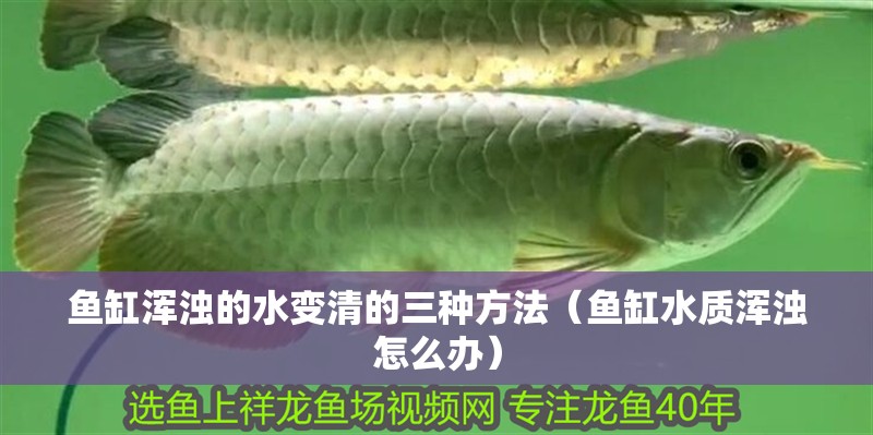 魚缸渾濁的水變清的三種方法（魚缸水質(zhì)渾濁怎么辦）
