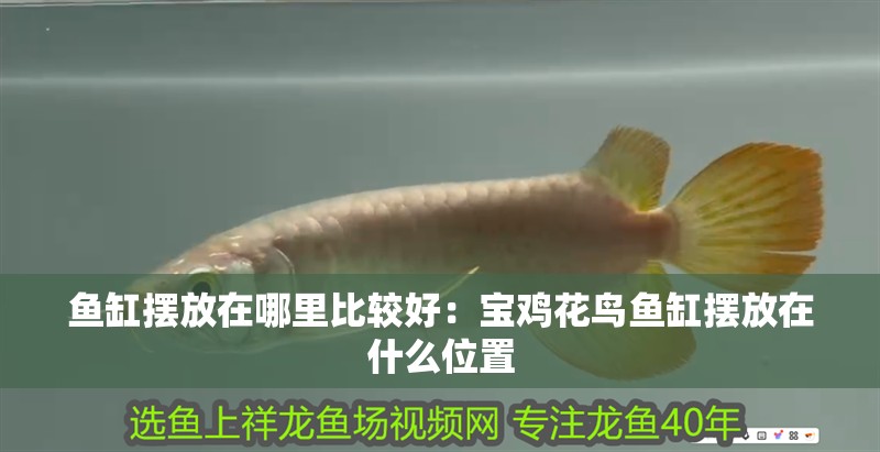 魚缸擺放在哪里比較好：寶雞花鳥魚缸擺放在什么位置 魚缸擺放在哪里比較好：寶雞花鳥魚缸擺放在什么位置 魚缸百科