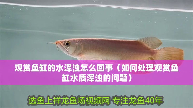 觀賞魚缸的水渾濁怎么回事（如何處理觀賞魚缸水質渾濁的問題）