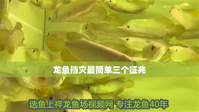 龍魚擋災最簡單三個征兆
