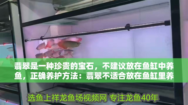 翡翠是一種珍貴的寶石，不建議放在魚缸中養魚，正確養護方法：翡翠不適合放在魚缸里養嗎？
