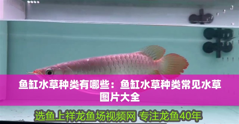 魚缸水草種類有哪些：魚缸水草種類常見水草圖片大全