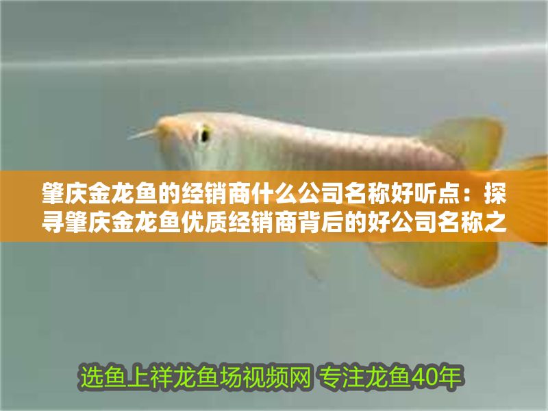 肇慶金龍魚的經銷商什么公司名稱好聽點：探尋肇慶金龍魚優質經銷商背后的好公司名稱之韻