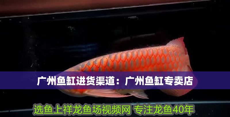 廣州魚缸進貨渠道：廣州魚缸專賣店