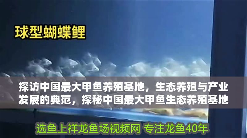 探訪中國(guó)最大甲魚(yú)養(yǎng)殖基地，生態(tài)養(yǎng)殖與產(chǎn)業(yè)發(fā)展的典范，探秘中國(guó)最大甲魚(yú)生態(tài)養(yǎng)殖基地，綠色產(chǎn)業(yè)與可持續(xù)發(fā)展的典范