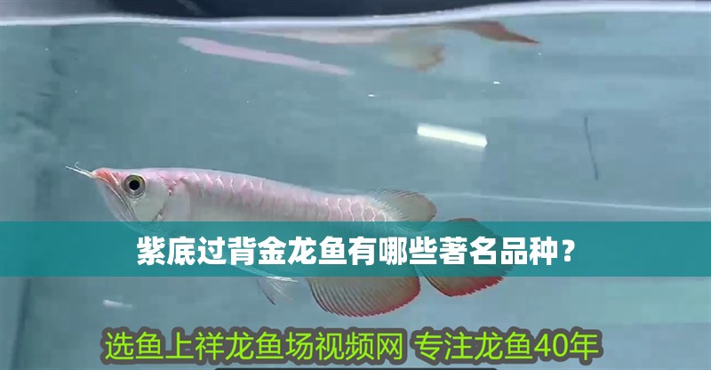 紫底過(guò)背金龍魚(yú)有哪些著名品種？
