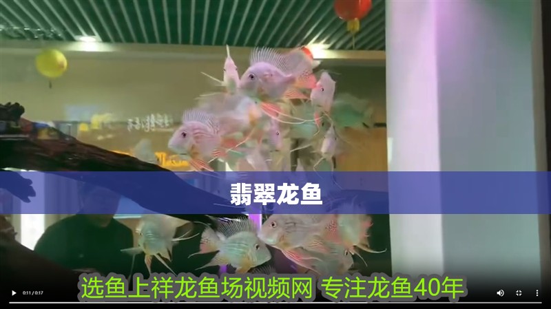 翡翠龍魚