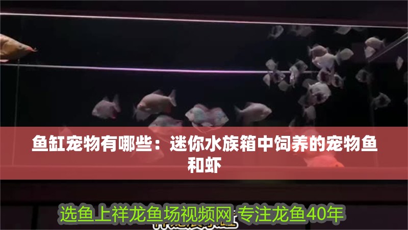 魚缸寵物有哪些：迷你水族箱中飼養(yǎng)的寵物魚和蝦 魚缸寵物有哪些：迷你水族箱中飼養(yǎng)的寵物魚和蝦 魚缸百科