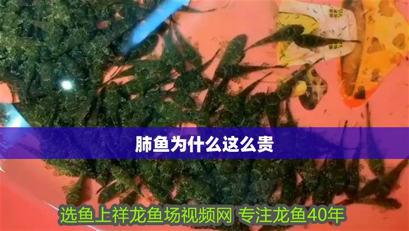 肺魚為什么這么貴