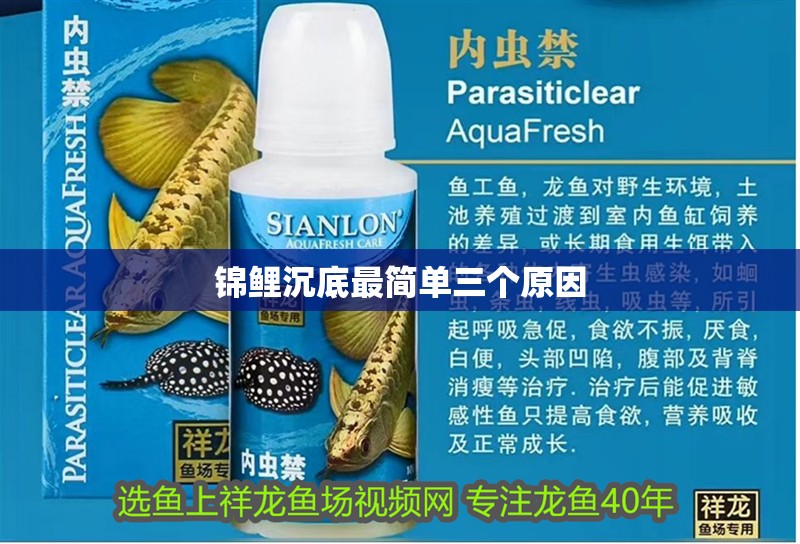 錦鯉沉底最簡單三個原因 錦鯉沉底最簡單三個原因 龍魚論壇