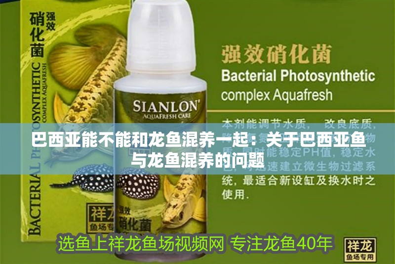 巴西亞能不能和龍魚混養(yǎng)一起：關(guān)于巴西亞魚與龍魚混養(yǎng)的問題 巴西亞能不能和龍魚混養(yǎng)一起：關(guān)于巴西亞魚與龍魚混養(yǎng)的問題 龍魚百科