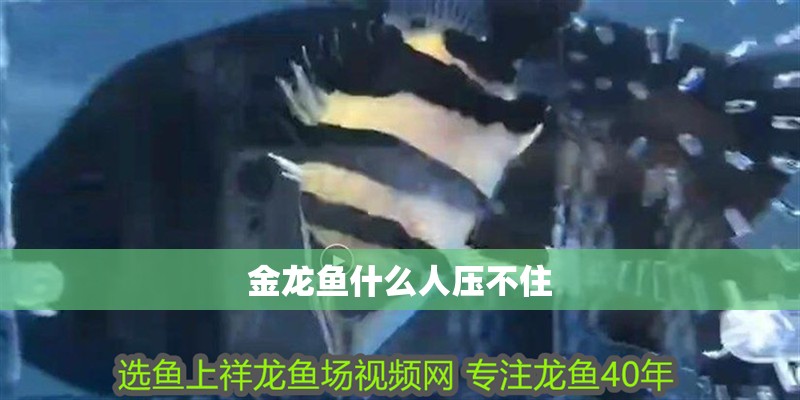 金龍魚什么人壓不住