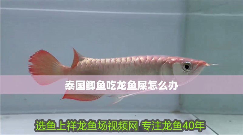 泰國鯽魚吃龍魚屎怎么辦 泰國鯽魚吃龍魚屎怎么辦 龍魚百科